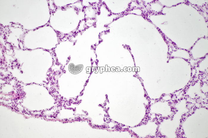 Poumon Rat x40 - gryphea.org